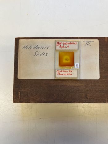 Media type: image;   Invertebrate Zoology 172208 Description: Photograph of microscope slide and handwritten label.;  Aspect: slide